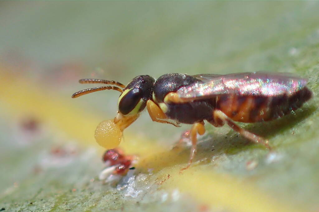 Hylaeus (Prosopisteron) vittatifrons, Midwest WA © Gary Taylor