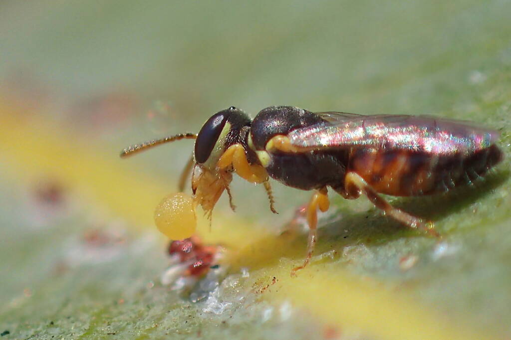 Hylaeus (Prosopisteron) vittatifrons, Midwest WA © Gary Taylor