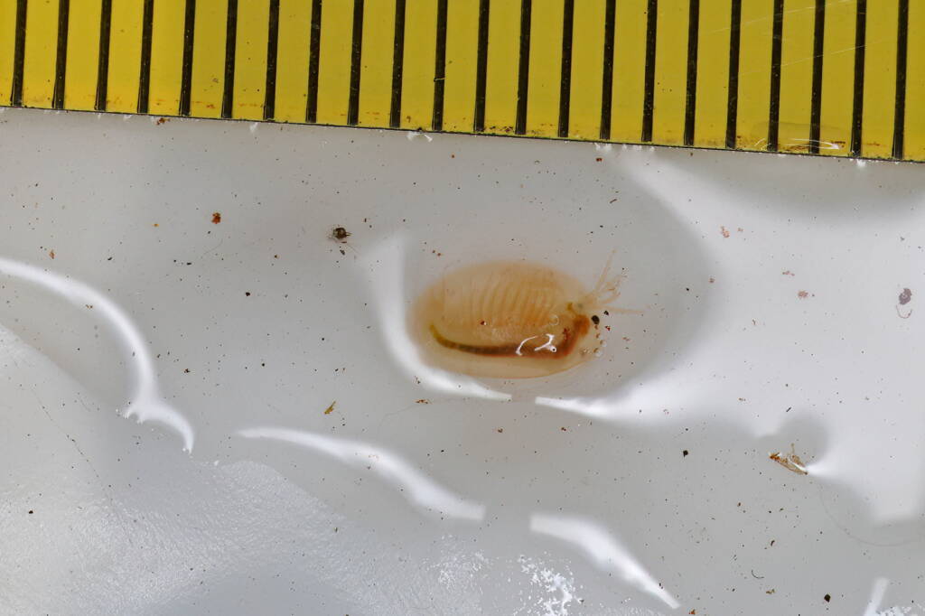 Juvenile Clam Shrimp (Paralimnadia urukhai), Granite Belt QLD © Marc Newman