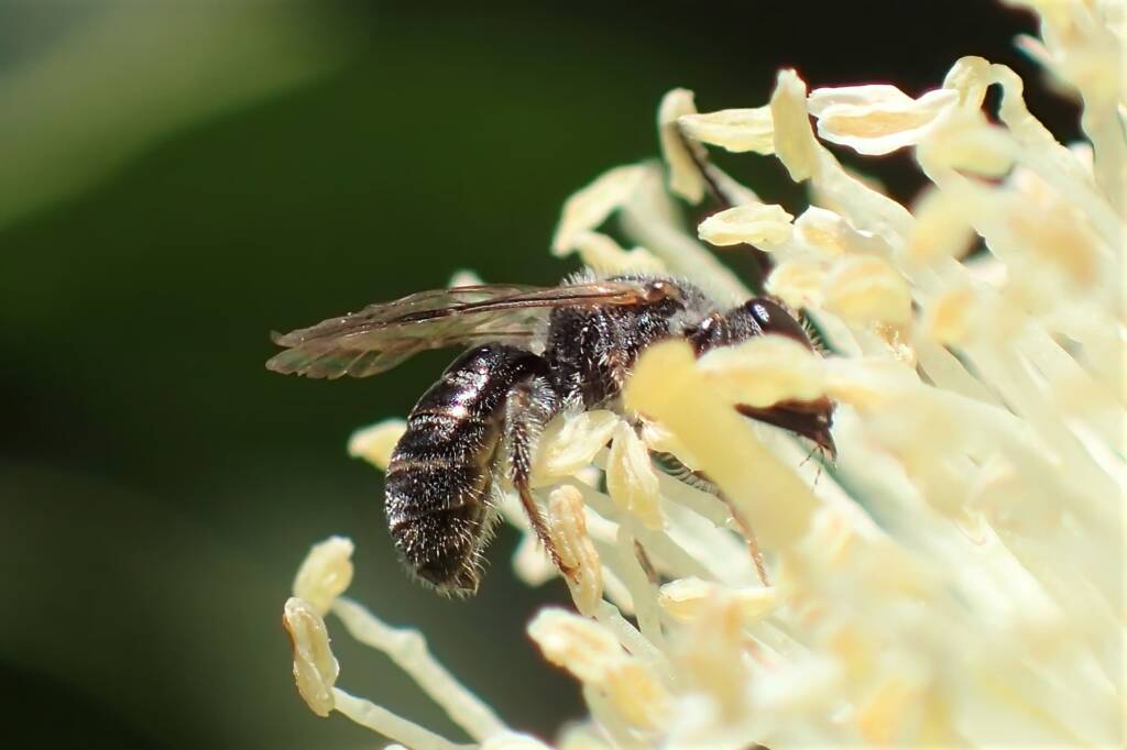 Female Lasioglossum (Chililictus) on a "Coastal Moort" Eucalyptus platypus © Gary Taylor