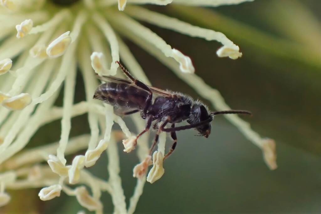 Male Lasioglossum (Chililictus) on a "Coastal Moort" Eucalyptus platypus © Gary Taylor