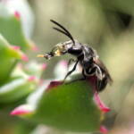 Bubbling Lasioglossum sp, Lennox Head NSW © Cassidy Taylor