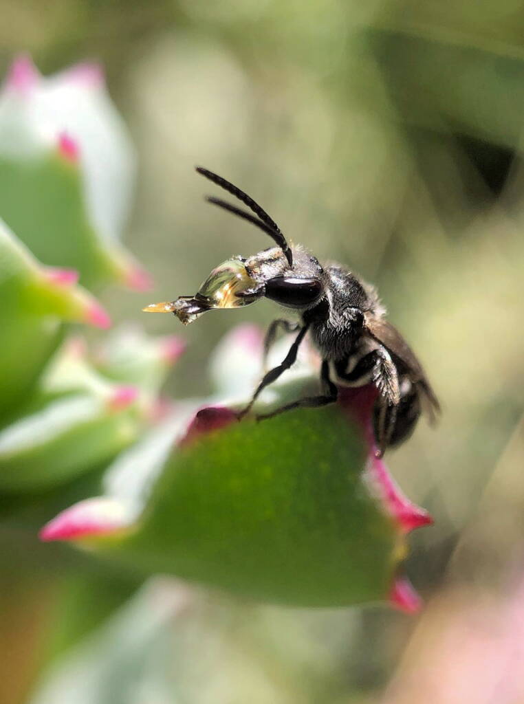 Bubbling Lasioglossum sp, Lennox Head NSW © Cassidy Taylor