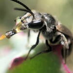 Bubbling Lasioglossum sp, Lennox Head NSW © Cassidy Taylor