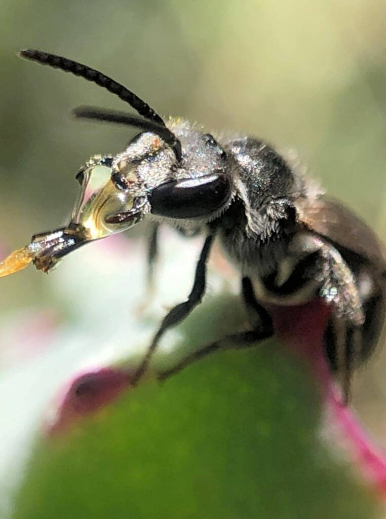 Bubbling Lasioglossum sp, Lennox Head NSW © Cassidy Taylor