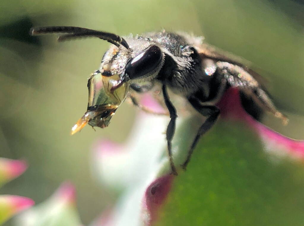 Bubbling Lasioglossum sp, Lennox Head NSW © Cassidy Taylor