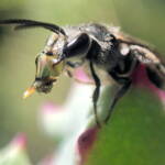 Bubbling Lasioglossum sp, Lennox Head NSW © Cassidy Taylor