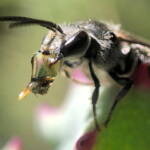 Bubbling Lasioglossum sp, Lennox Head NSW © Cassidy Taylor