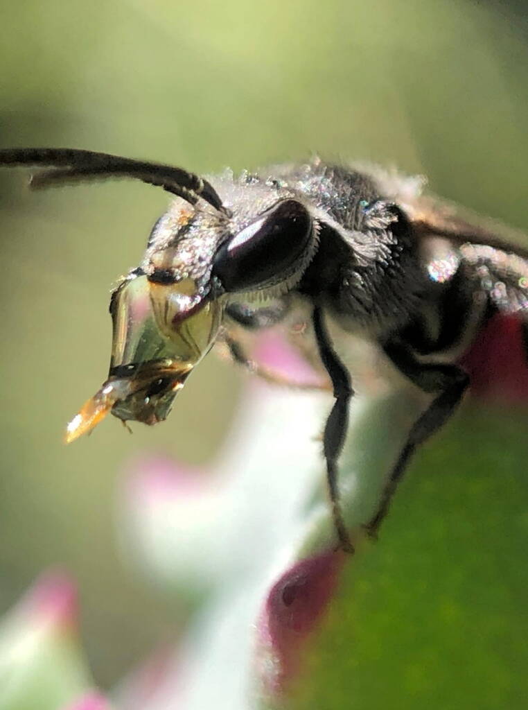 Bubbling Lasioglossum sp, Lennox Head NSW © Cassidy Taylor