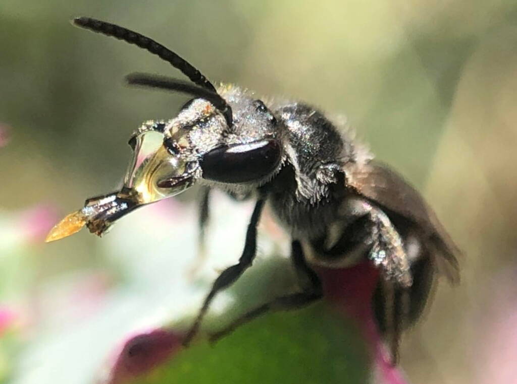 Bubbling Lasioglossum sp, Lennox Head NSW © Cassidy Taylor