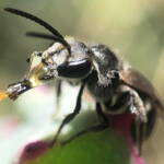Bubbling Lasioglossum sp, Lennox Head NSW © Cassidy Taylor