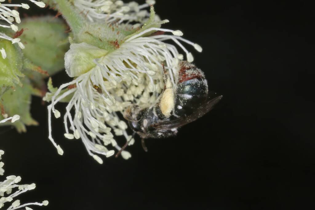 Lipotriches (Austronomia) gracilipes, Greenlands QLD © Marc Newman