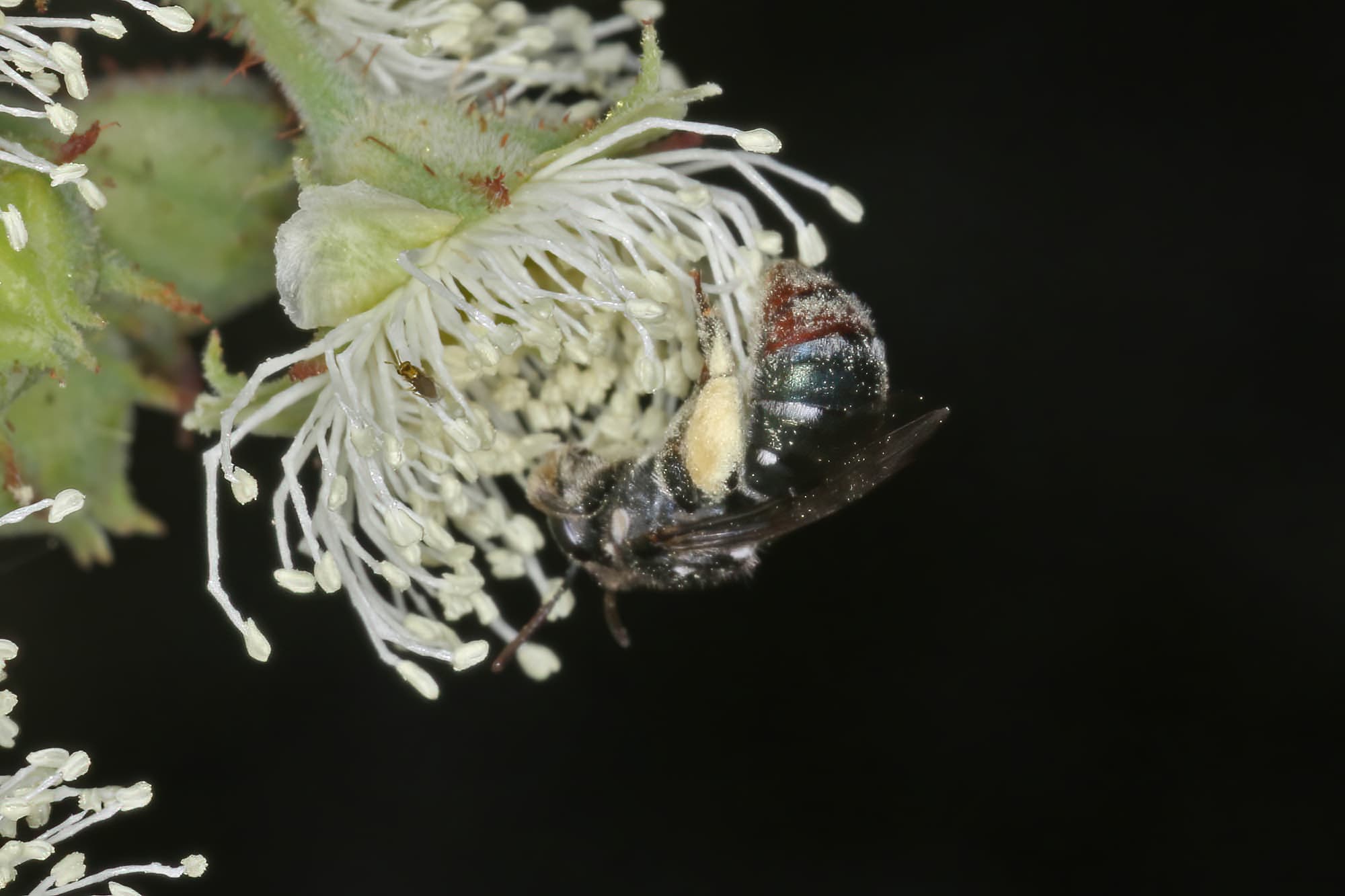 Lipotriches (Austronomia) gracilipes, Greenlands QLD © Marc Newman