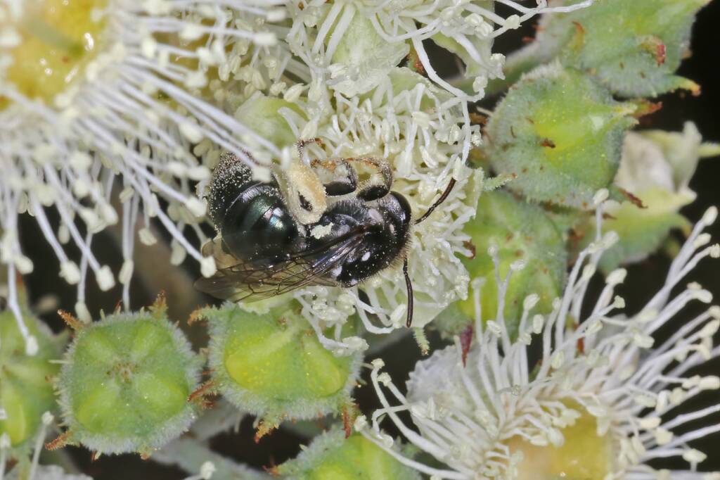 Lipotriches (Austronomia) gracilipes, Greenlands QLD © Marc Newman