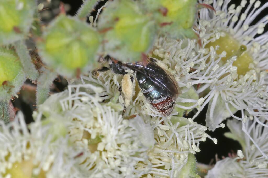 Lipotriches (Austronomia) gracilipes, Greenlands QLD © Marc Newman