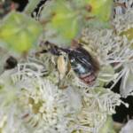 Lipotriches (Austronomia) gracilipes, Greenlands QLD © Marc Newman