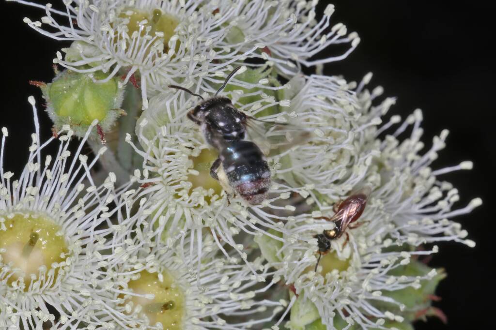 Lipotriches (Austronomia) gracilipes, Greenlands QLD © Marc Newman
