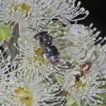 Lipotriches (Austronomia) gracilipes, Greenlands QLD © Marc Newman