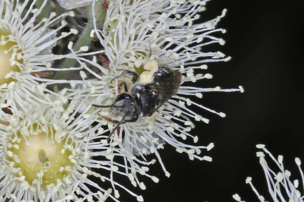 Lipotriches (Austronomia) gracilipes, Greenlands QLD © Marc Newman