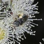 Lipotriches (Austronomia) gracilipes, Greenlands QLD © Marc Newman