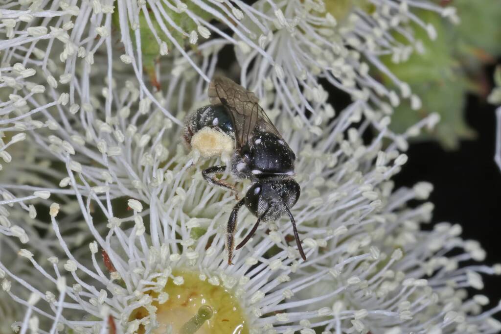 Lipotriches (Austronomia) gracilipes, Greenlands QLD © Marc Newman