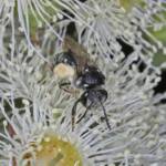 Lipotriches (Austronomia) gracilipes, Greenlands QLD © Marc Newman