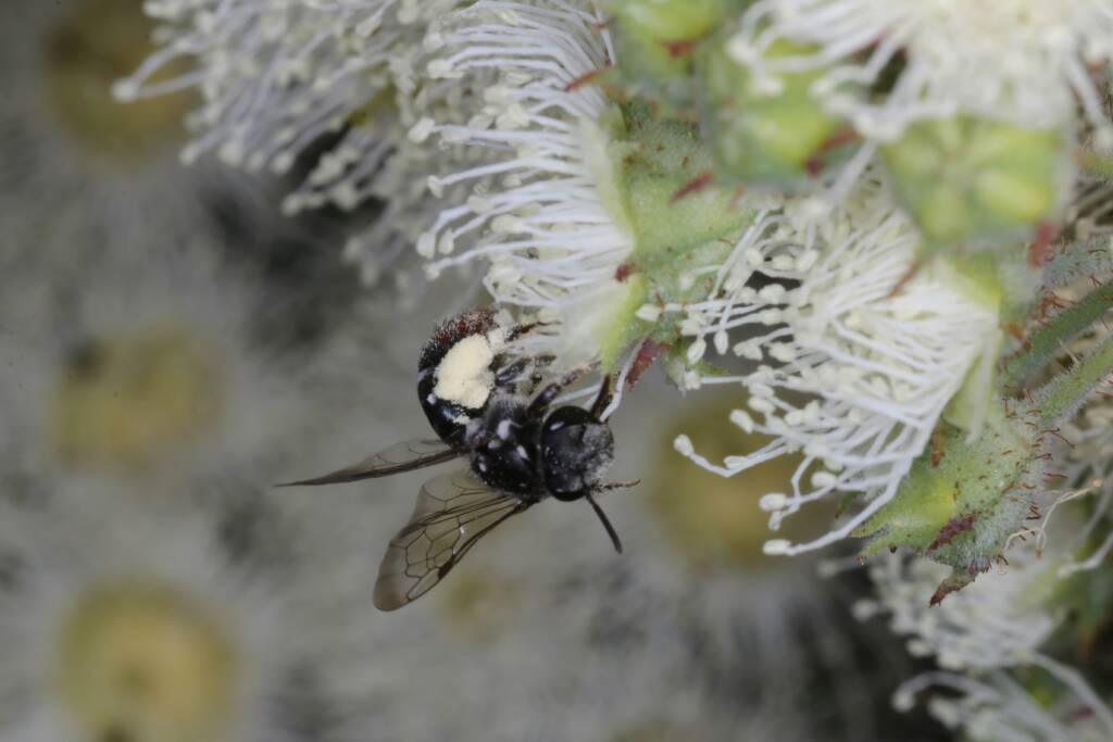 Lipotriches (Austronomia) gracilipes, Greenlands QLD © Marc Newman