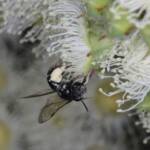 Lipotriches (Austronomia) gracilipes, Greenlands QLD © Marc Newman