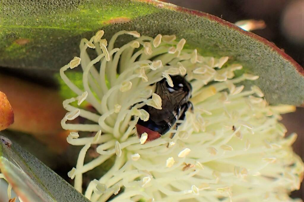 Lipotriches (Austronomia) gracilipes, Midwest WA © Gary Taylor