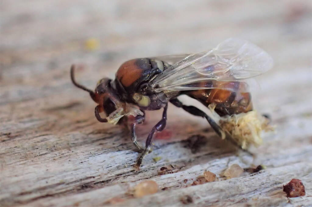 Male Meroglossa rubricata, Geraldton WA © Gary Taylor
