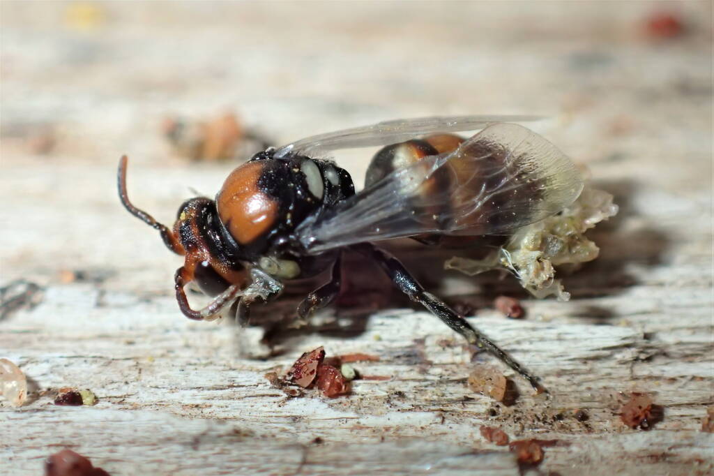 Male Meroglossa rubricata, Geraldton WA © Gary Taylor