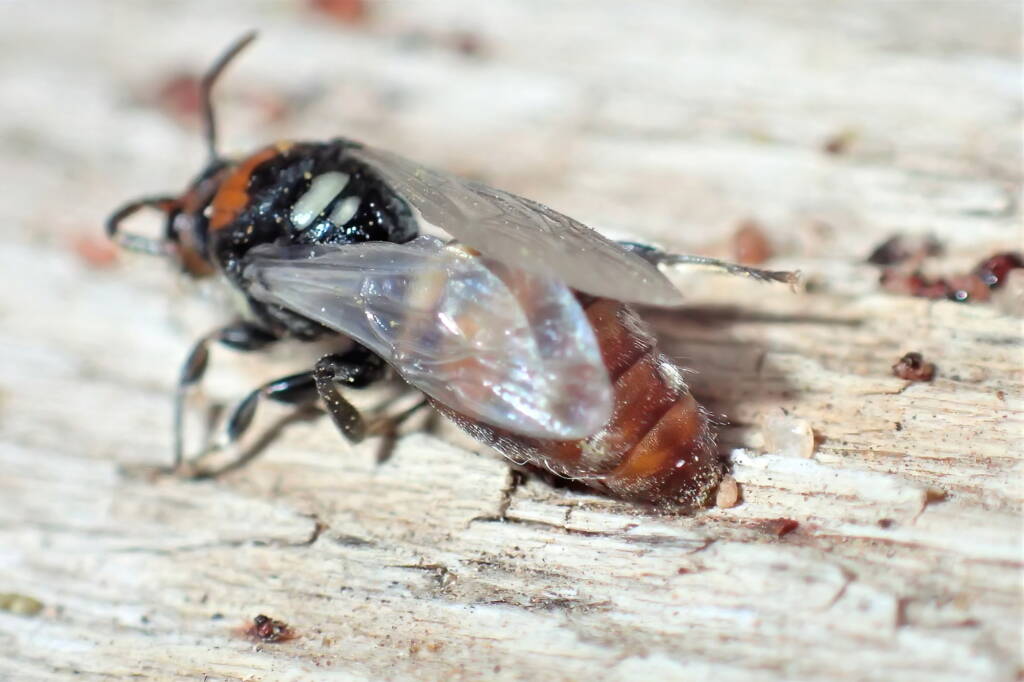 Male Meroglossa rubricata, Geraldton WA © Gary Taylor