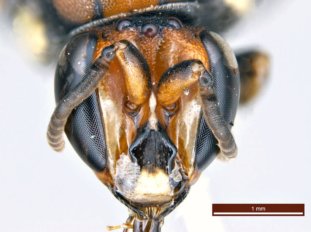 Male Meroglossa rubricata, Geraldton WA © Ken Walker
