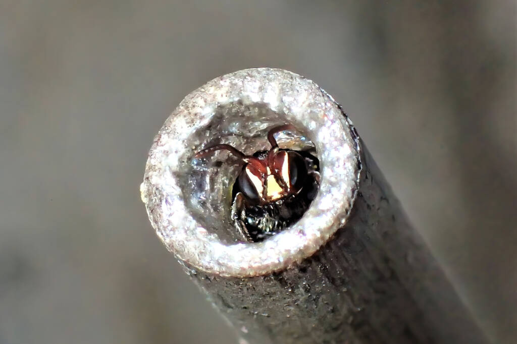 Male Meroglossa rubricata, Geraldton WA © Gary Taylor