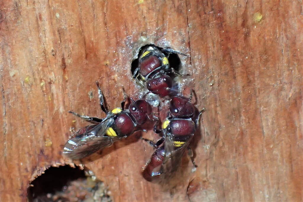 Meroglossa rubricata, Geraldton WA © Gary Taylor