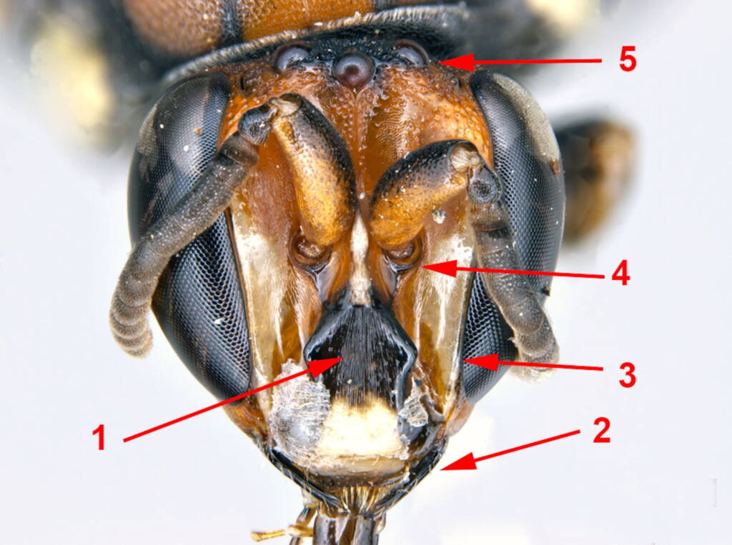 Under the microscope: Male Meroglossa rubricata, Geraldton WA © Ken Walker