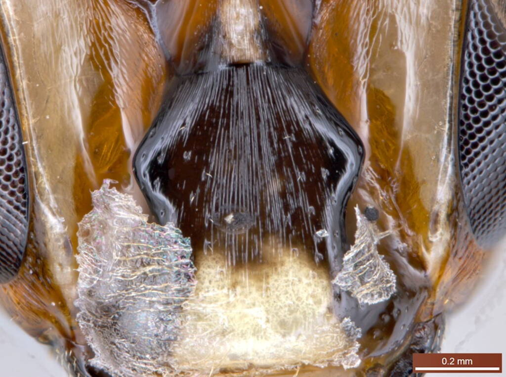 Under the microscope: Male Meroglossa rubricata, Geraldton WA © Ken Walker