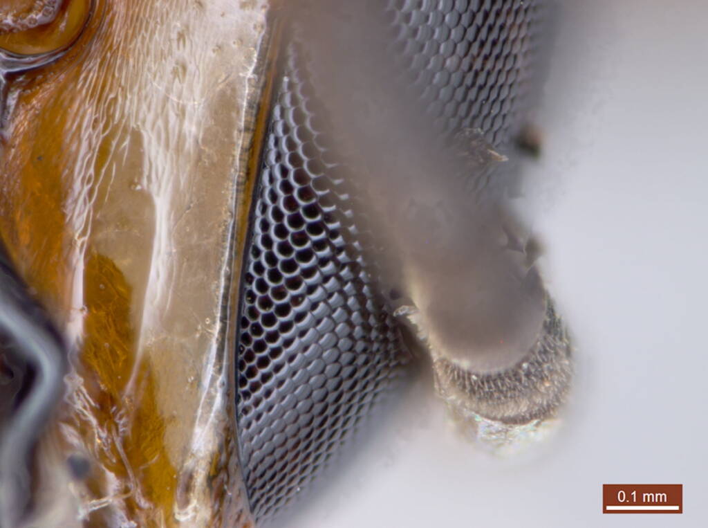Under the microscope: Male Meroglossa rubricata, Geraldton WA © Ken Walker