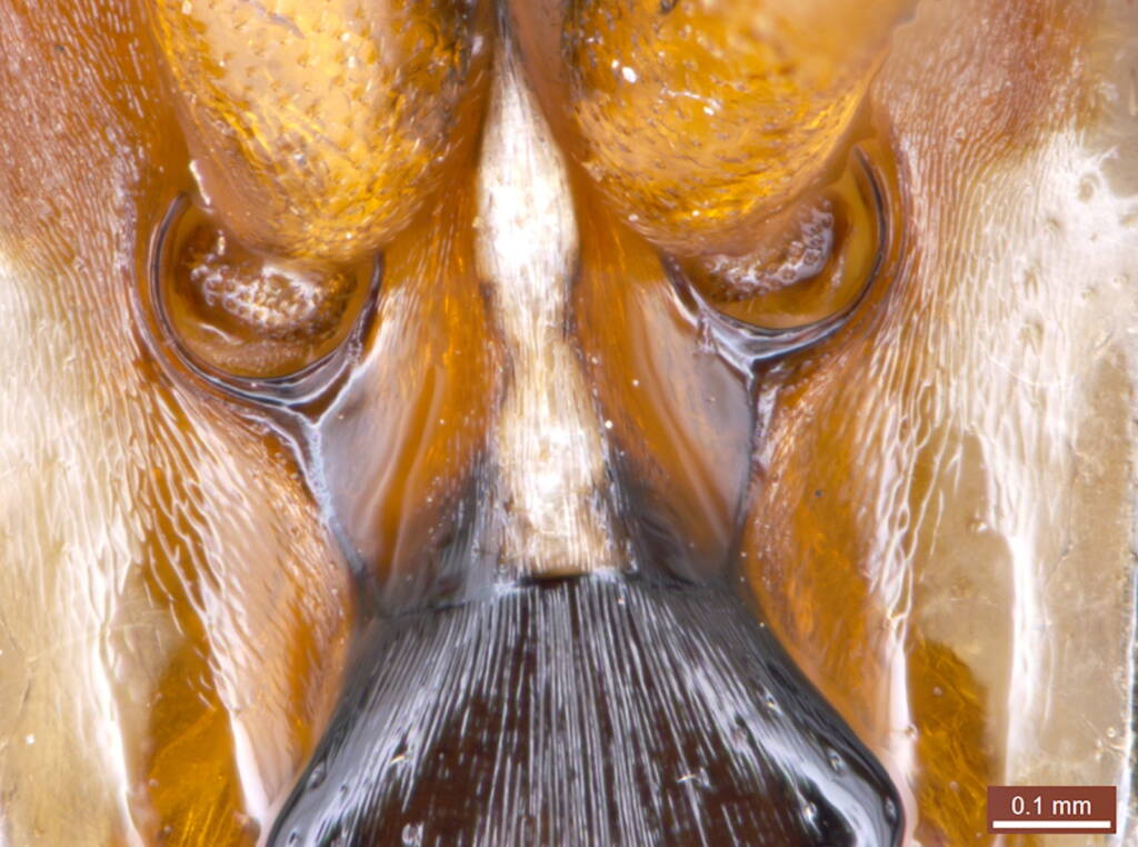 Under the microscope: Male Meroglossa rubricata, Geraldton WA © Ken Walker