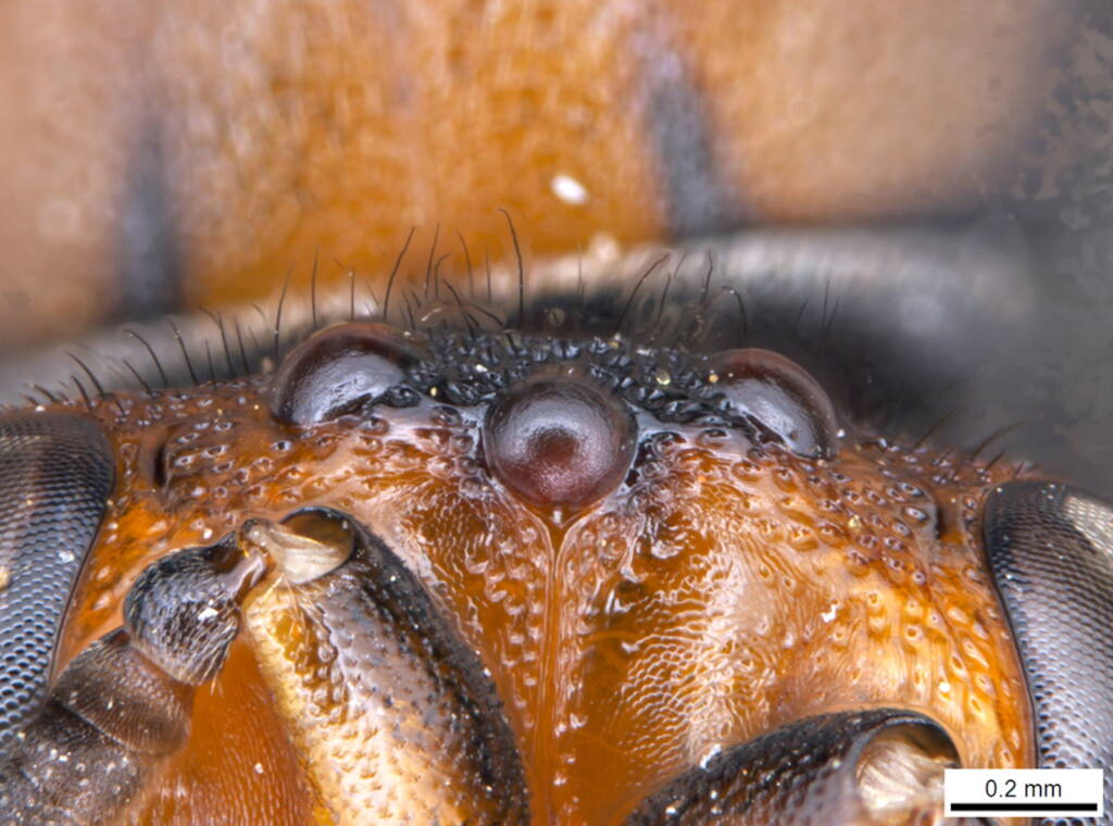 Under the microscope: Male Meroglossa rubricata, Geraldton WA © Ken Walker