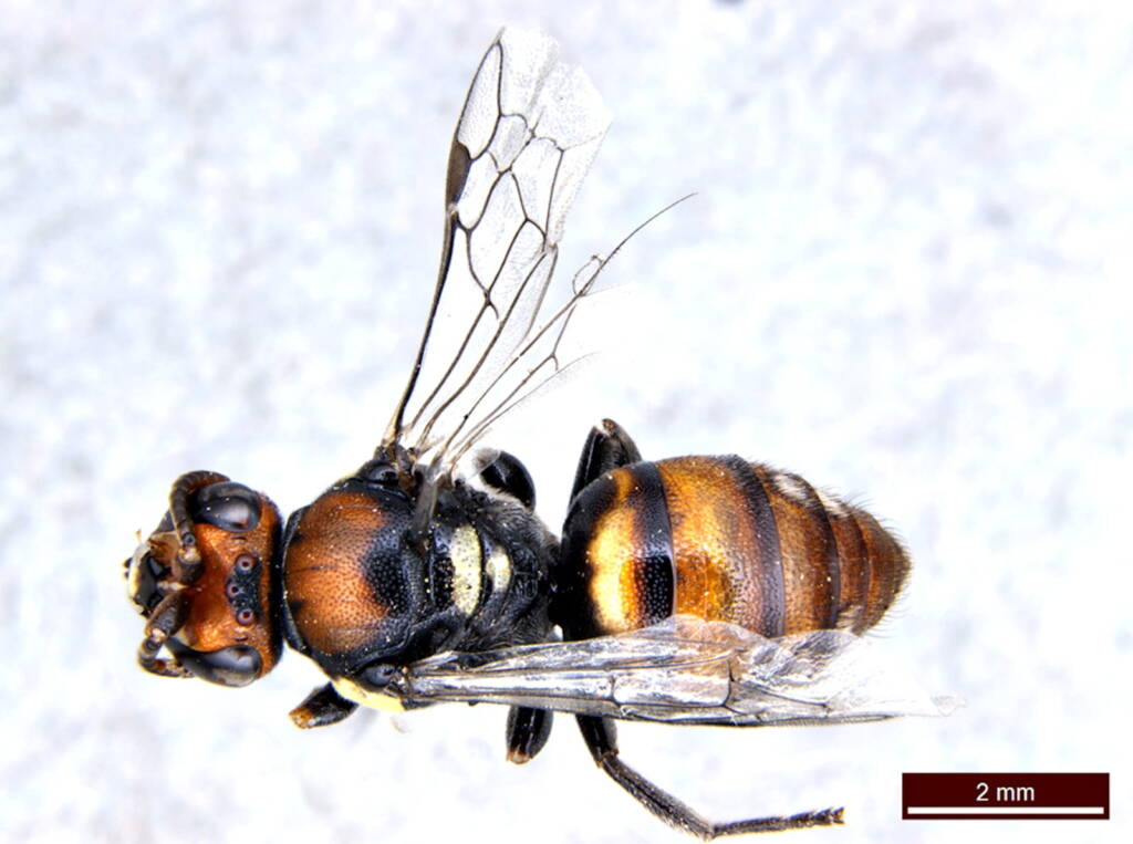 Under the microscope: Male Meroglossa rubricata, Geraldton WA © Ken Walker