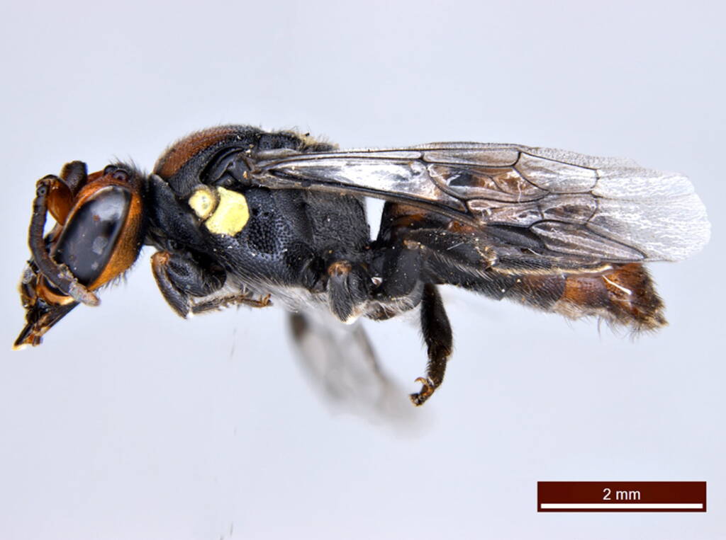 Under the microscope: Male Meroglossa rubricata, Geraldton WA © Ken Walker