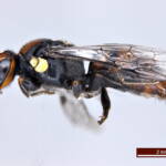 Under the microscope: Male Meroglossa rubricata, Geraldton WA © Ken Walker