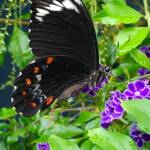 Male Orchard Swallowtail (Papilio aegeus), Roma QLD © Dianne Bickers