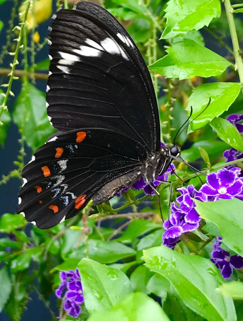 Male Orchard Swallowtail (Papilio aegeus), Roma QLD © Dianne Bickers