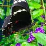 Male Orchard Swallowtail (Papilio aegeus), Roma QLD © Dianne Bickers