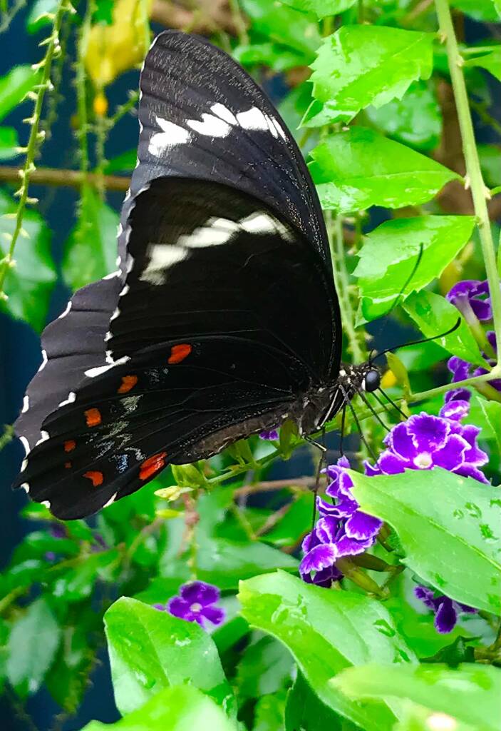 Male Orchard Swallowtail (Papilio aegeus), Roma QLD © Dianne Bickers