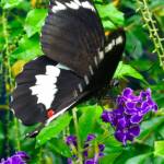Male Orchard Swallowtail (Papilio aegeus), Roma QLD © Dianne Bickers
