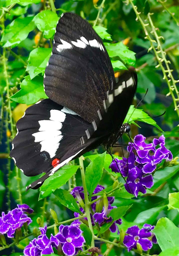 Male Orchard Swallowtail (Papilio aegeus), Roma QLD © Dianne Bickers