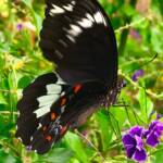 Male Orchard Swallowtail (Papilio aegeus), Roma QLD © Dianne Bickers